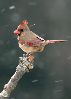 Female Cardinal during snow.JPG