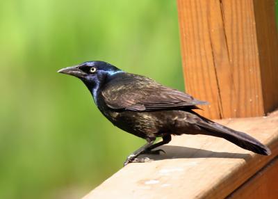 Grackle 2.JPG