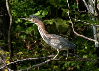 Green Heron.jpg