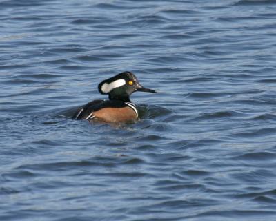 Hooded Merganser.JPG