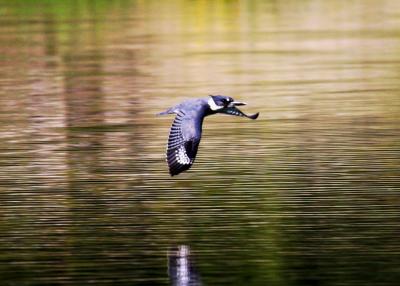 Kingfisher in Flight.JPG