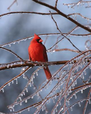 Male Cardinal after ice storm.JPG