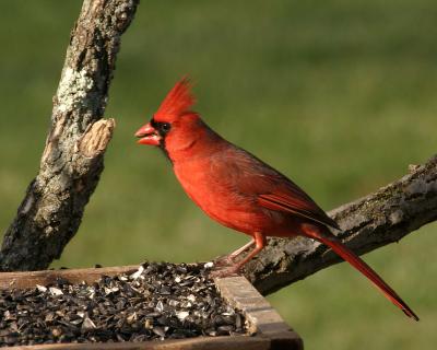 Male Cardinal at feeder.JPG