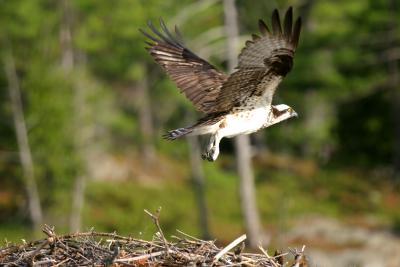 Osprey leaving nest.JPG