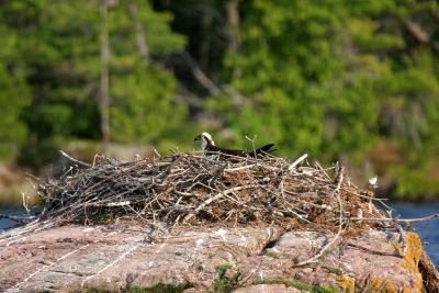 Osprey on nest.JPG