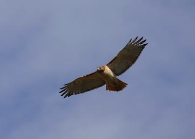 Red-Tailed in flight.JPG