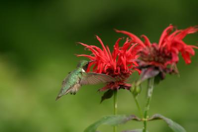 Ruby-throated Hummingbird 3.JPG