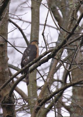 Sharp Shinned Hawk.JPG