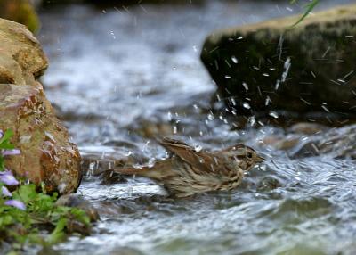 Sparrow bath in pond.JPG