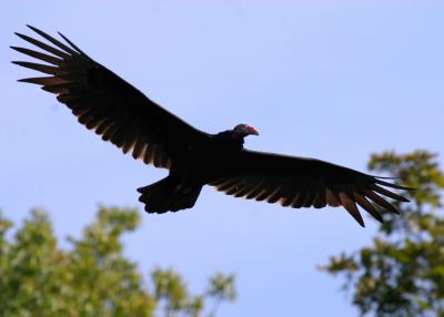 Turkey Vulture.jpg