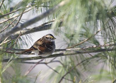 White Throated Sparrow 2.JPG