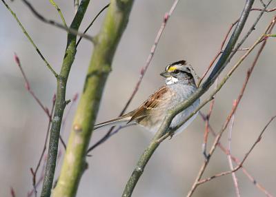White-Throated Sparrow.JPG