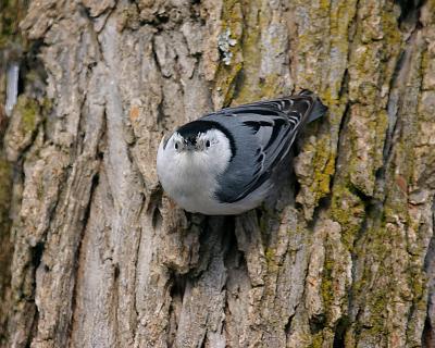 Whitebreasted Nuthatch.JPG