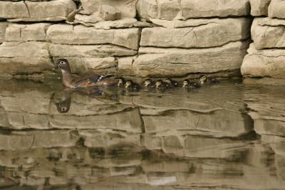 Wood Duck with chicks.JPG