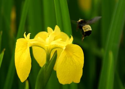 Bumble Bee on Iris.JPG