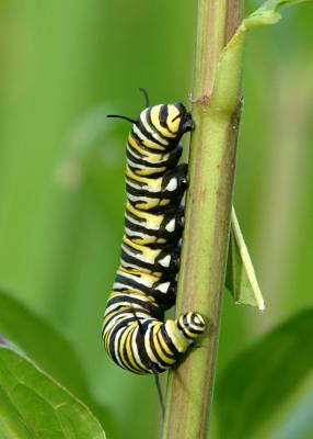 Caterpillar on Milkweed.JPG