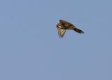 American Kestrel about to dive.JPG