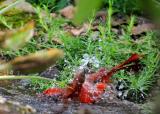 Cardinal Bathing 2.jpg