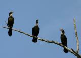 Double-Crested Cormorants 2.jpg