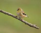 Goldfinch 3.JPG