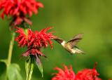 Ruby-throated Hummingbird 4.JPG
