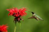 Ruby-throated Hummingbird.JPG