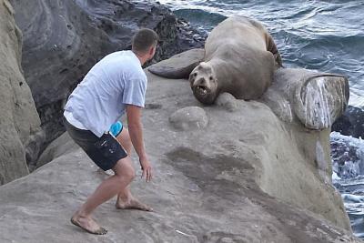 Sea Lion Harassment