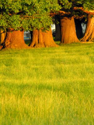  - 29th May 2005 - Elephants in the evening light