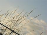  - 20th July 2005 - imminent harvest