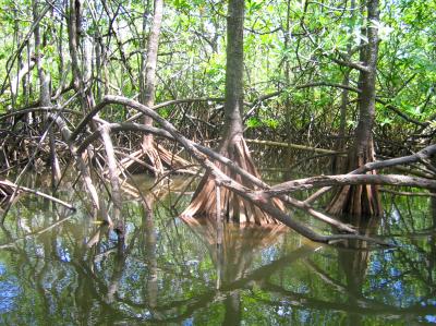 Mangrove forest in Osa.jpg