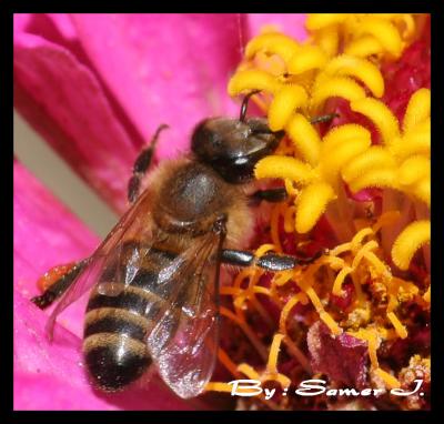 Bee Flower.jpg