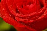 Red Rose-2.jpg