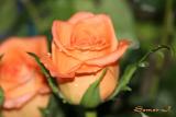 Rose_Orange.jpg