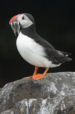 Puffin - DSC_4438.jpg