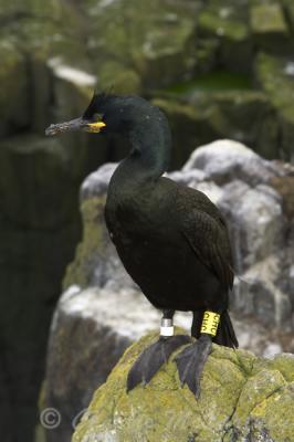 Shag - DSC_2385.jpg