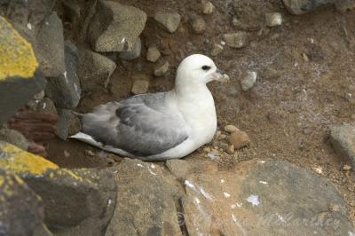 Fulmar - DSC_4366.jpg