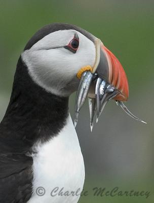 Puffin - DSC_4391.jpg