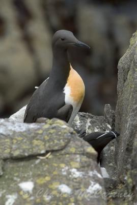Guillemot - DSC_4409.jpg