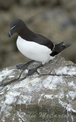 Razorbill - DSC_4410.jpg