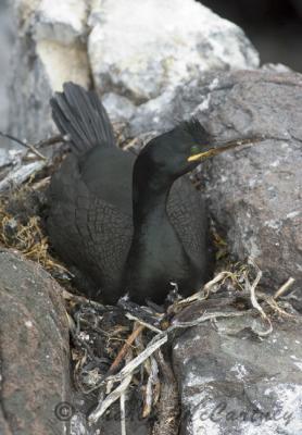 Shag - DSC_4456.jpg