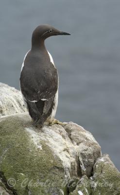 Bridled Guillemot - DSC_4462.jpg