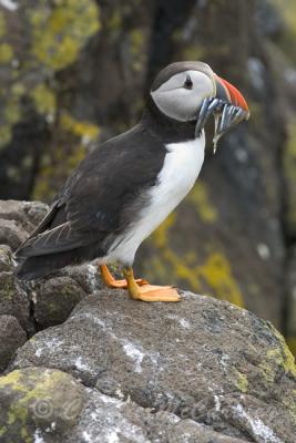 Puffin - DSC_4466.jpg