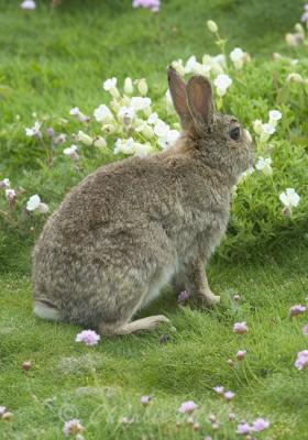 Rabbit - DSC_4468.jpg