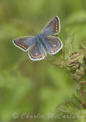 Common Blue (female) -DSC_5089.jpg