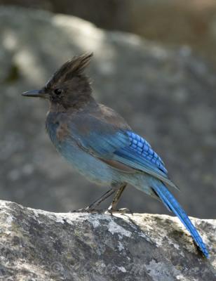 Steller's Jay - DSC_7600.jpg