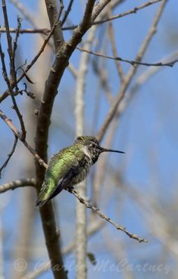 Annas Hummingbird - DSC_6854.jpg