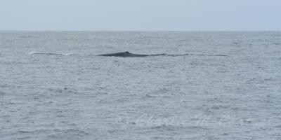 Blue Whale - DSC_6711.jpg