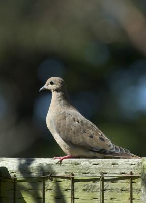 Mourning Dove - DSC_7912.jpg