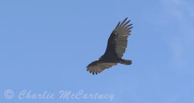 Turkey Vulture - DSC_6804.jpg