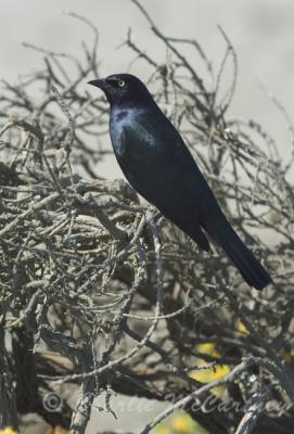 Brewer's Blackbird - DSC_6798.jpg